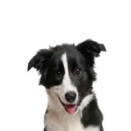 Dog training CRM for solo trainers & teams.