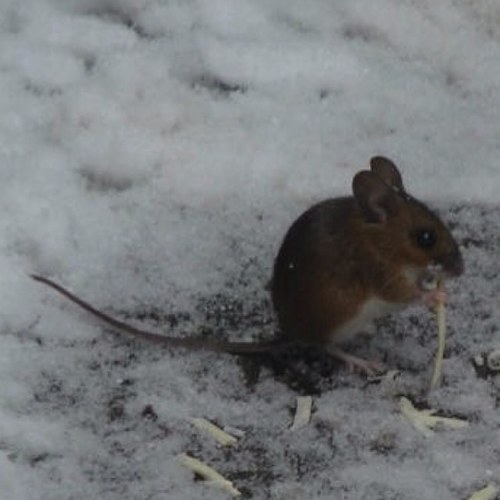 Field mouse turned House Mouse extraordinaire. Lover of all things food and drink.
Squeek!