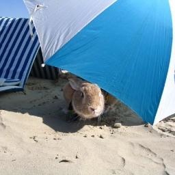 Product | Customer Success | User Relations. 
Geek, gamer, trekkie, bad surfer, mom of a spoiled house rabbit and one tiny human.