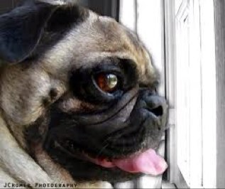 Livin' the life out on the praire. Making sure the world gets fed and I get bacon bites. Love the pug life. Pugs not drugs