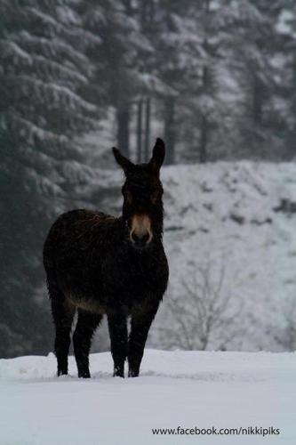 karen rath (@DiddlyBunCakes) | Twitter