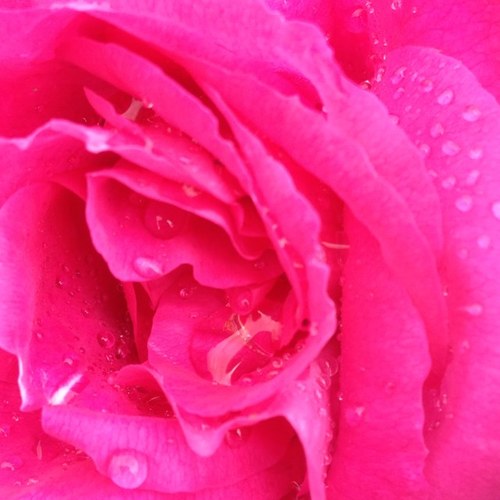 PBRosesEvents's profile picture. Events department at Peter Beales Roses