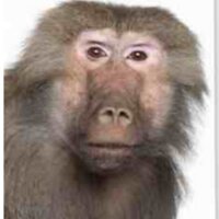 Pete Redden (@kurtbaboon) 's Twitter Profile