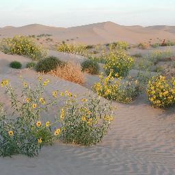 Rosenthal_DM's profile picture. Professional plant eco-physiologist (proud member of @ecophysiolab) and Amateur Zymologist