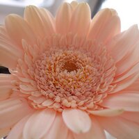 Janet Firth (@janttweets) 's Twitter Profile