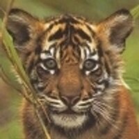 buxilunil (@buxilunil) 's Twitter Profile