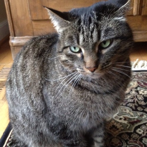 I am a five year old Tabby who is now spoken for. My hobbies include spandex in all forms, jazzercise, synchronized swimming, and trips to the orthodontist.