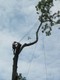 im the owner of 919-oak-tree a professional Tree Service Located in Raleigh N.C