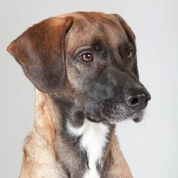 DogSportNetwork's profile picture. Discuss dog sports, post premiums, form groups, read and post blogs, and much more!