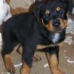 brissavega's profile picture. 