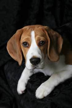 WellfedPets's profile picture. Choose Well Fed Pets for your furry family members needs