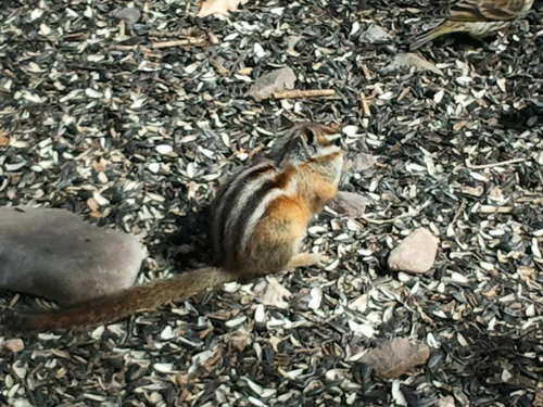 jonathanisrI's profile picture. 