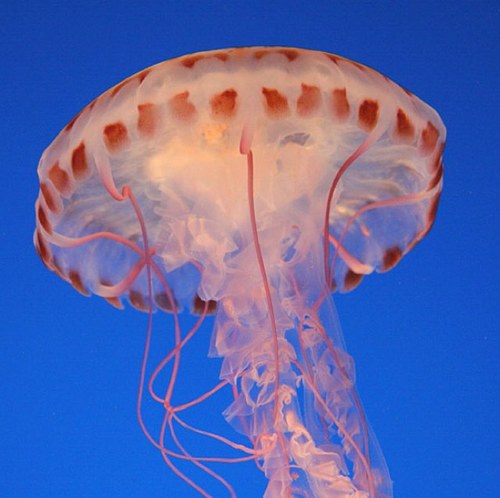 I'm a Jellyfish, I sting people for banter.