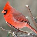 Cynthia Maynard - @jaimelesoiseaux - Twitter