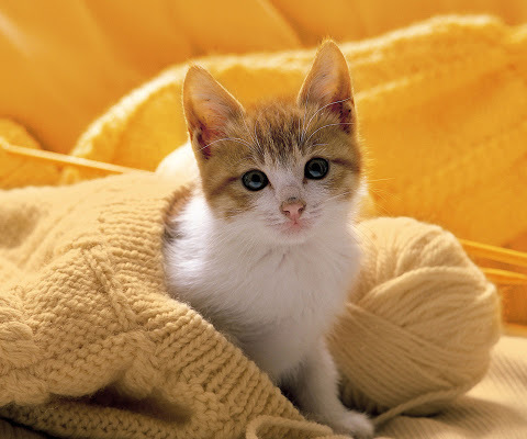 selo_man's profile picture. 