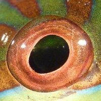 Lars Schmitz (@ecomorph) 's Twitter Profile