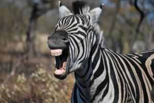 Zebra_Facts's profile picture. Zebras can't travel distances. Some of our facts aren't facts.