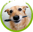ComparePetCare's profile picture. The UK Pet Insurance comparison website, independent & unbiased, helping cut the confusion with pet insurance!
