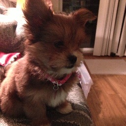 SkuBear's profile picture. I'd play with me all day too.