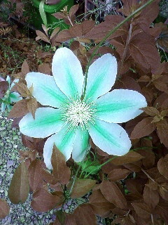 naikangreen's profile picture. 折り紙＆パズル好き♪最近「 あなたは希望です You are Hope 」( 旧：モバイル版ohol )をやっています。