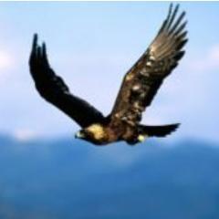 i wanted to be a golden eagle, but recently only...want to be clever.