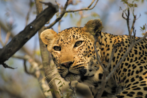singitasabisand's profile picture. Singita, Place of Miracles
