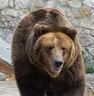 I'm just your everyday average bear. -------http://t.co/RybREyeWfs