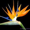 Pam Douglas - @pamdsfl - Twitter