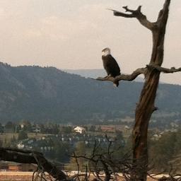Vacation rental: 3 bedroom log style home in Estes Park close to RMNP. For details go to: http://t.co/tHUHk9TxD7. Search for: Property # 455881.