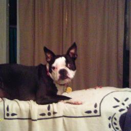 SharonDaube's profile picture. 