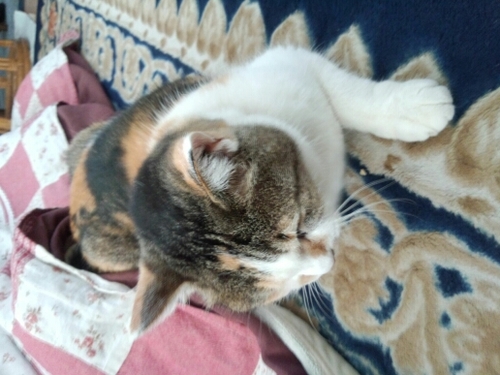 a_blossom_'s profile picture. 2010.9と2014.3男の子のママです。趣味は、編み物と刺し子です。アクセサリー作りもしてます。ハーバリウム 、アロマワックス、ロゼットのディプロマ取得！同じ趣味の方、お気軽にフォローリクエストしてください‼︎よろしくお願いします。