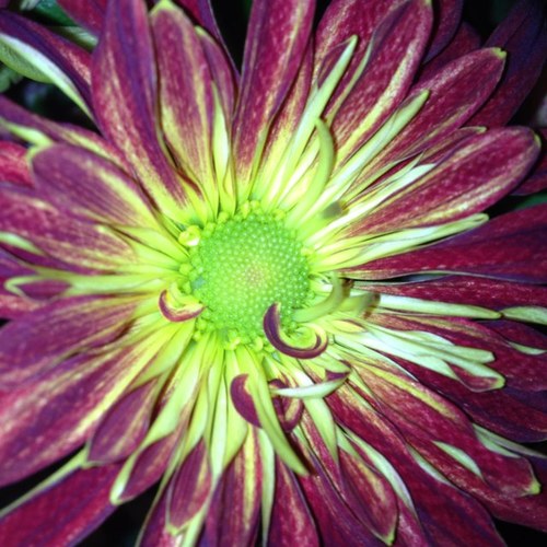 OcampoOadri's profile picture. 