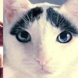 korkunckedi's profile picture. Evet. çöp tenekesine göt korkusundan bir metre uzaktan çöpü fırlatmaya çalışmaniza sebebiyet olan piç kedi benim.