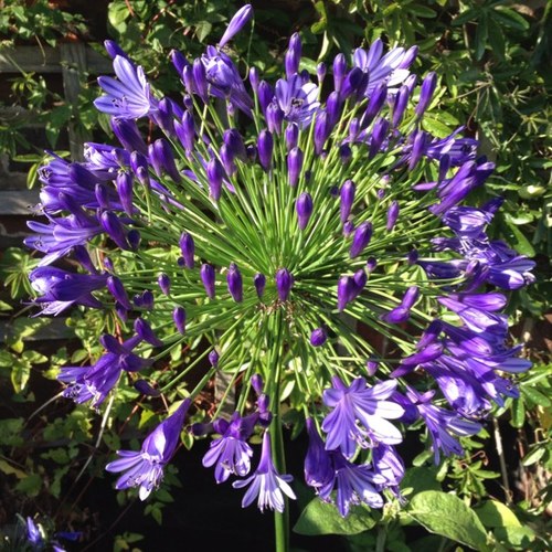 hamilton_millie's profile picture. 