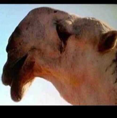 aloteb1's profile picture. الزين مثل الحيا متبوع لو ما تلى الناس يتلونه.     والشين مثل المحل مقطوع.  يمشون لين يتعدونه