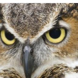 sindu_pratama's profile picture. sing a song for the owls :)