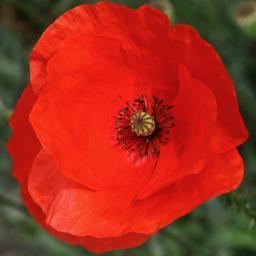 Battlefield Memorial Travel - unique travel consortium of outstanding battlefield and commemorative experiences - experts in military and family history fields.