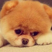pasteurmilk (@pasteurmilk) 's Twitter Profile