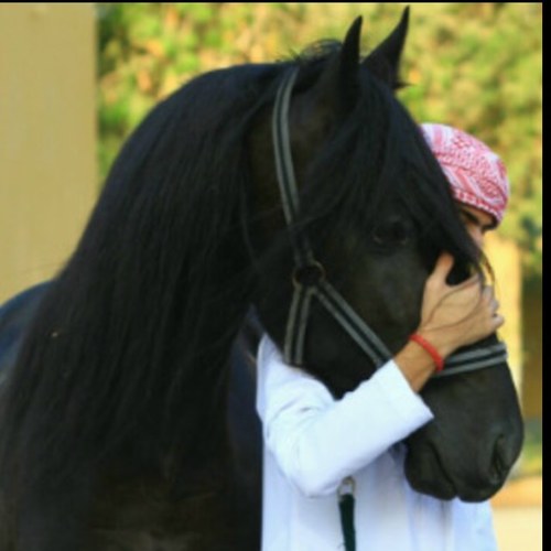 I'm a FALCON , no need for a lot of فلسفه about me ‾̴̴͡͡⌣ ‾̴̴͡͡ , wanna know anythin? Just ask or follow me to know who's the falcon :$!