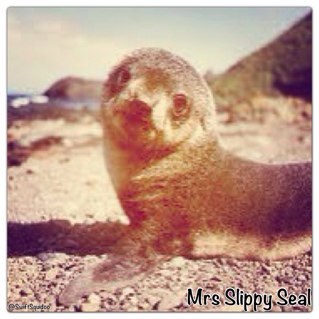 SwiftSquidoo's profile picture. Sub to my channel!  •Following me is always free•