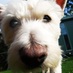 Max Westie (@maxthebionicdog) Twitter profile photo