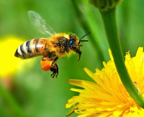 Beekeeping and natural farming.