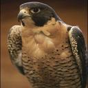 مشعل الحربي (@0503805566) Twitter
