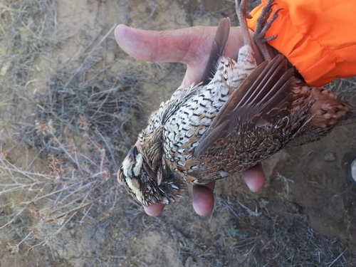 89erQuail4ever's profile picture. We are dedicated to conservation and getting kids outdoors.