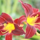 Dana Hackett - @Coricopat_1 - Twitter