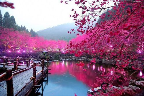 Life is a dream for the wise, a game for the fool, a comedy for the rich, a tragedy for the poor.