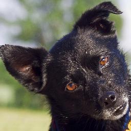 #Hundetrainer (ATN) | hundeverrückt | stolzer Senfhundbesitzer (http://t.co/GbpkrogsYC)