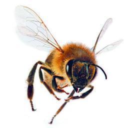 To do is to bee  - To bee is to do