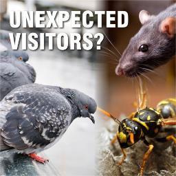 The Souths leading Pest Control and Management Company. Check out our excellent feedback on Checkatrade - Free quotes for commercial and residential Clients.