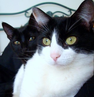 DislexicaMe's profile picture. Soy un gato estudiante de derecho y de lenguajes y estudios socioculturales en la Universidad de los Andes. Editora revista Errántio. Vivo en la Incomodidad.